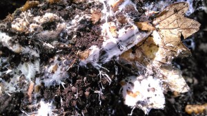 mycelium-1